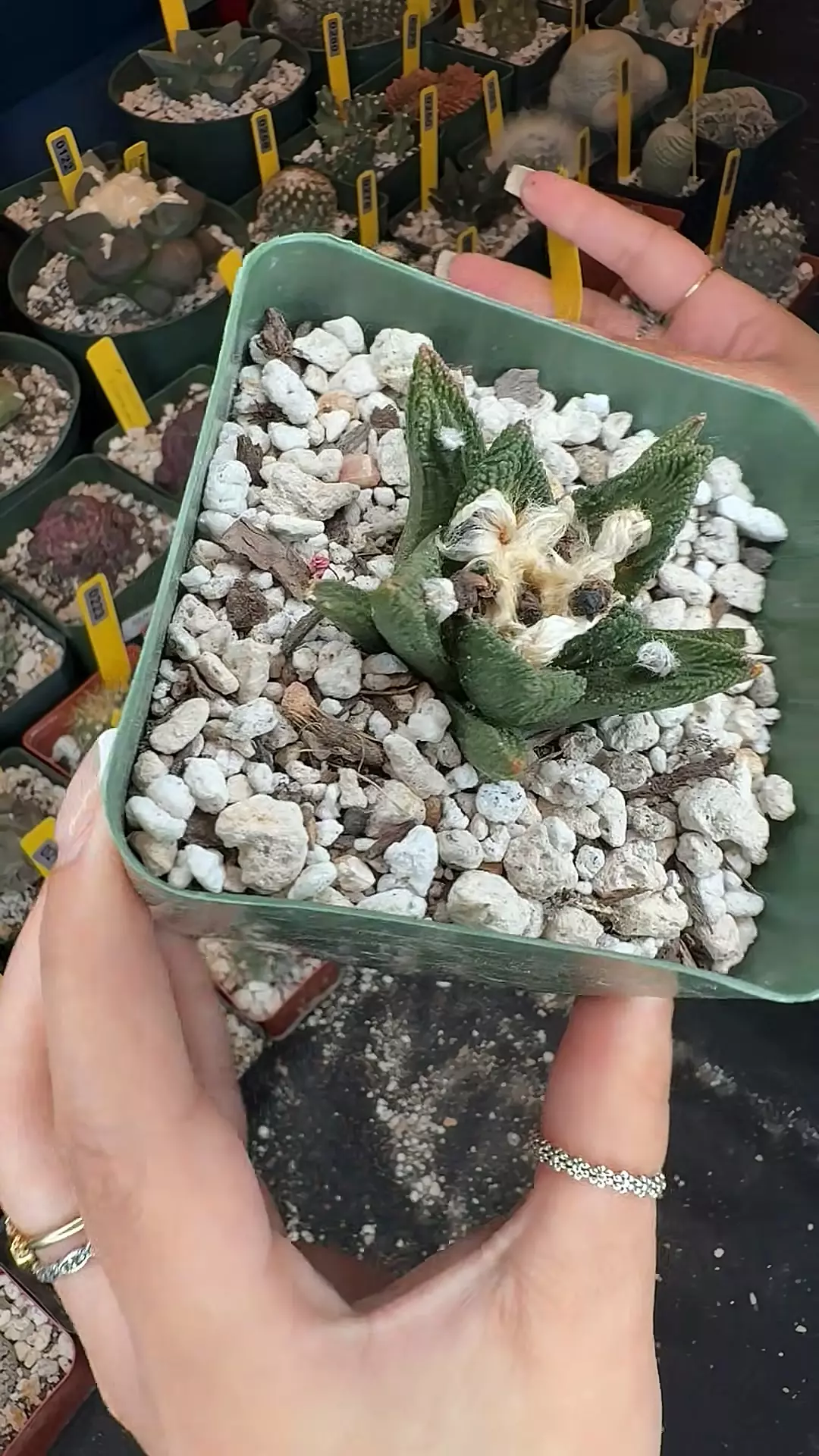 308 ariocarpus bravoanus thumbnail