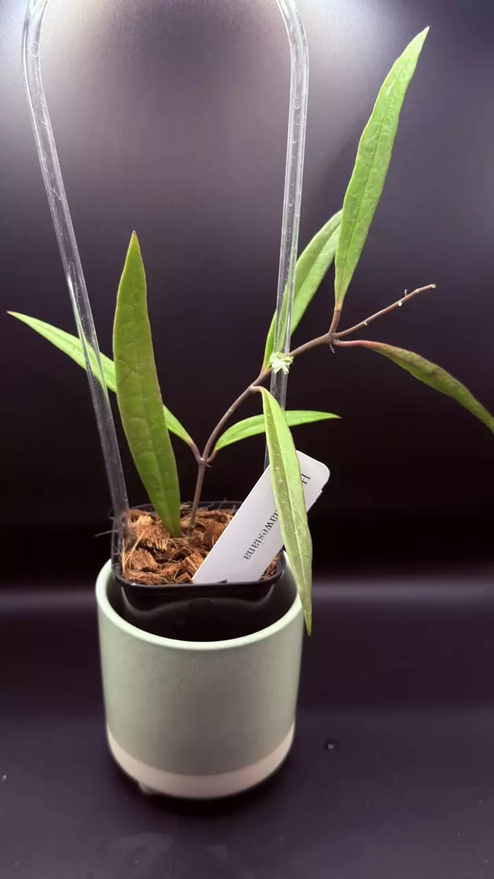 Hoya Sulawesiana “trellis” thumbnail