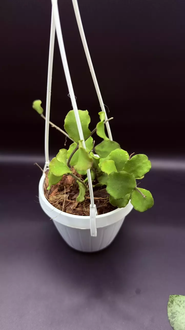 Hoya Kanyakumariana thumbnail