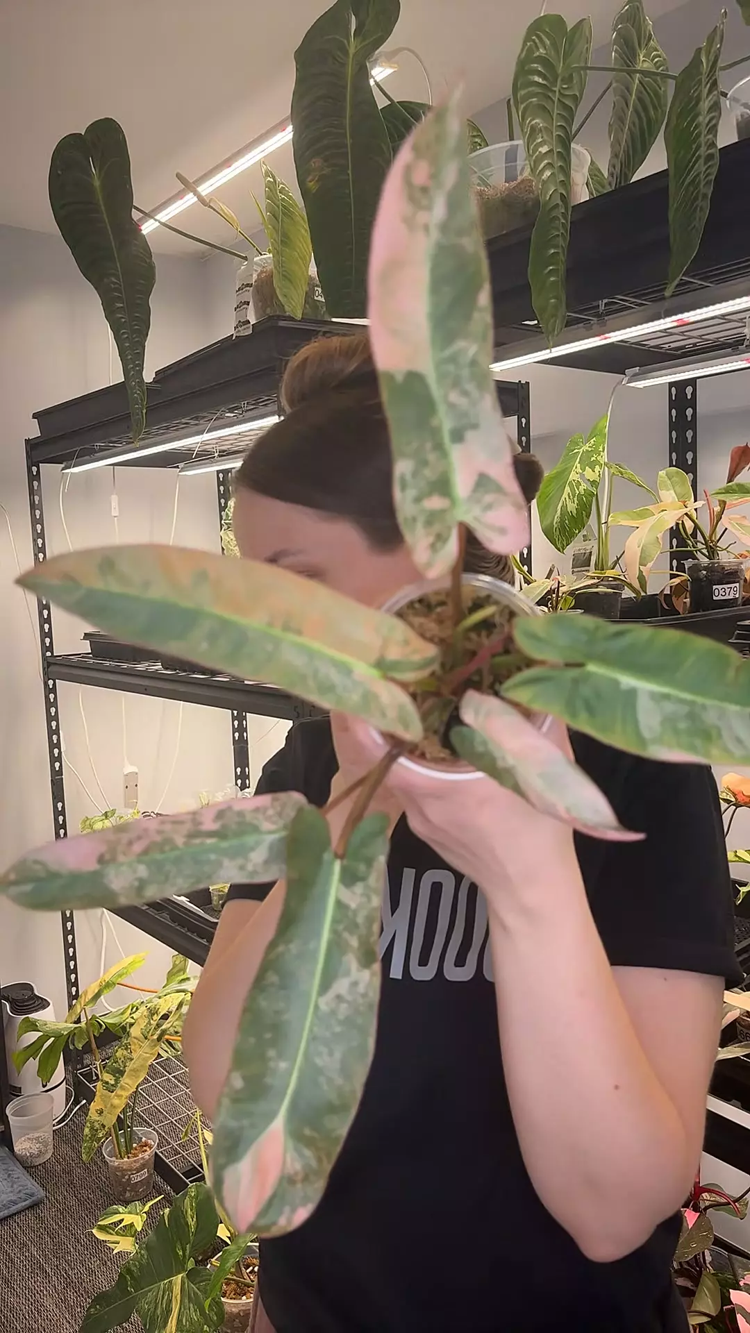 627 pink atabapoense thumbnail