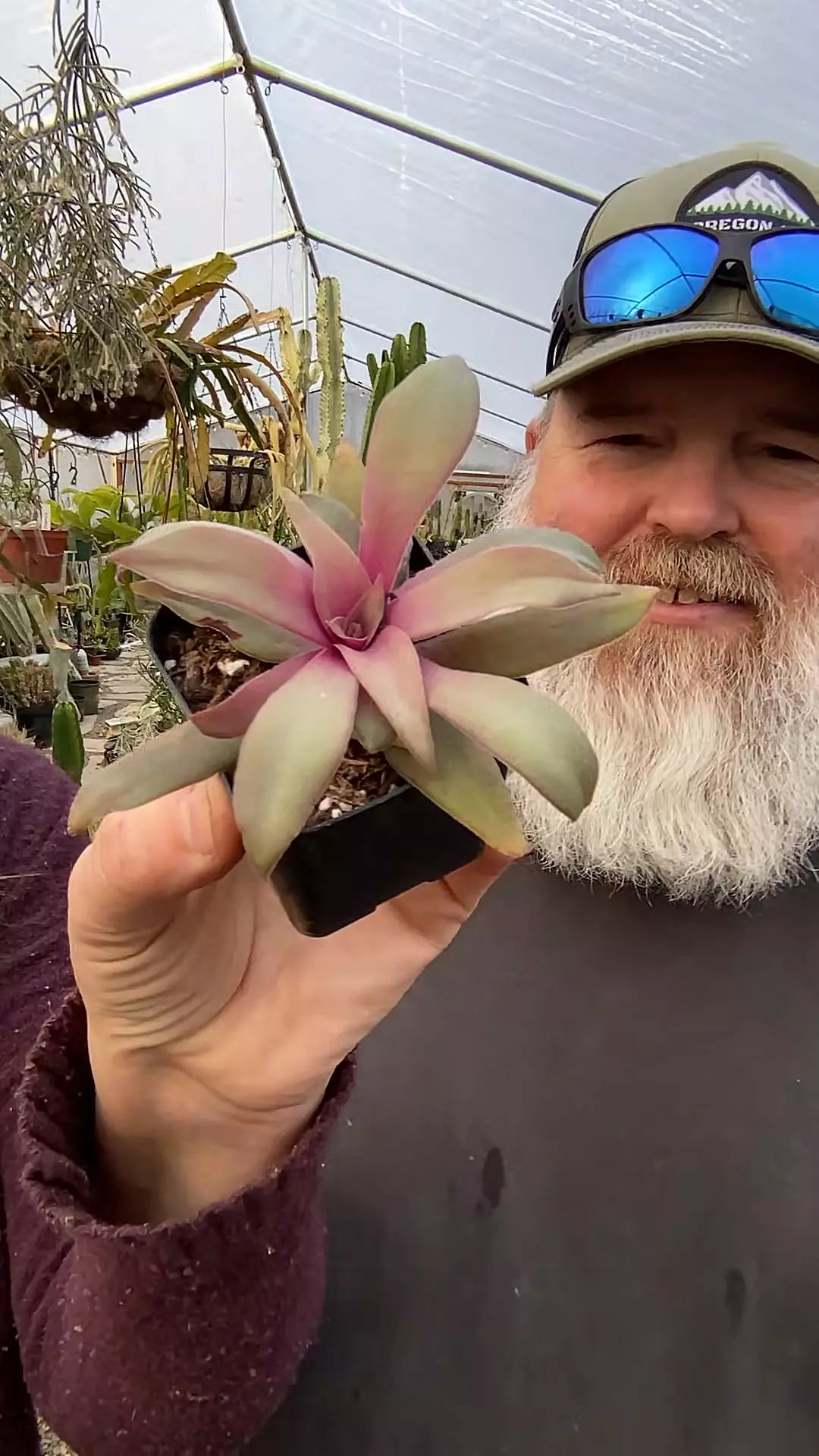 Crassula orbicularis rosularis 2” thumbnail