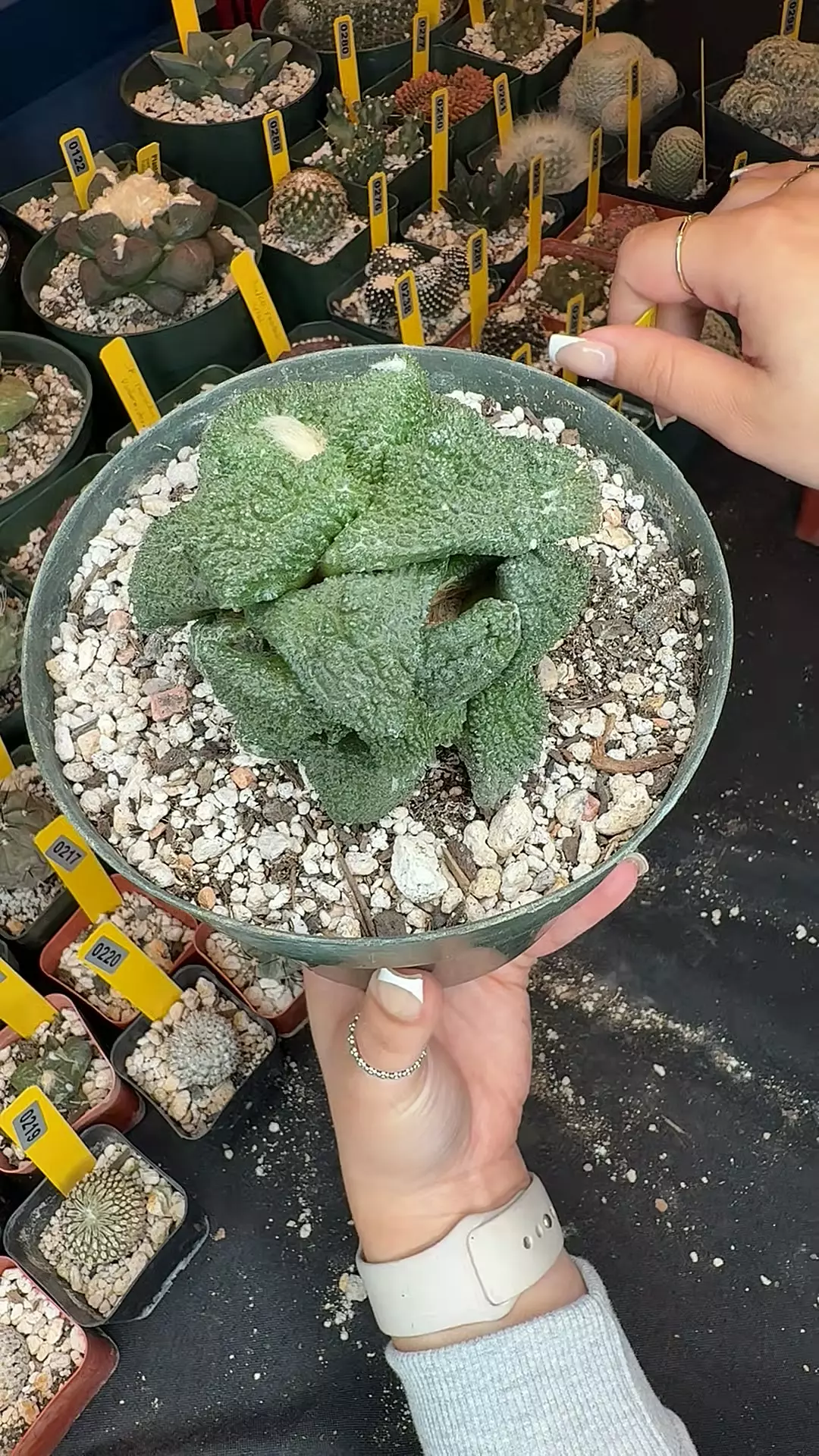 299 ariocarpus Godzilla on short graft thumbnail