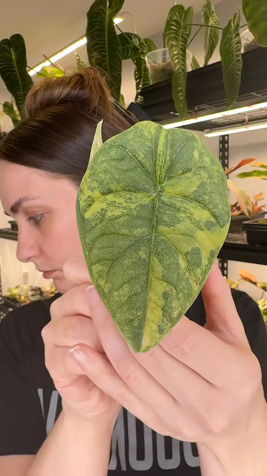 melo Aurea 352 thumbnail