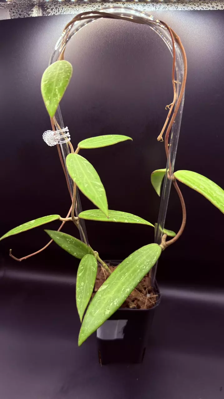 Hoya sp. SR 2007-13 thumbnail