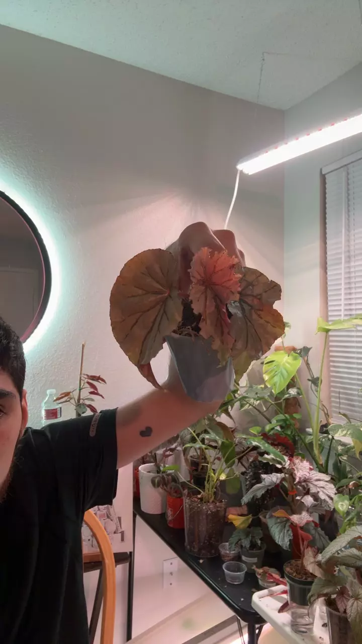 begonia looking glass lightly rooted thumbnail