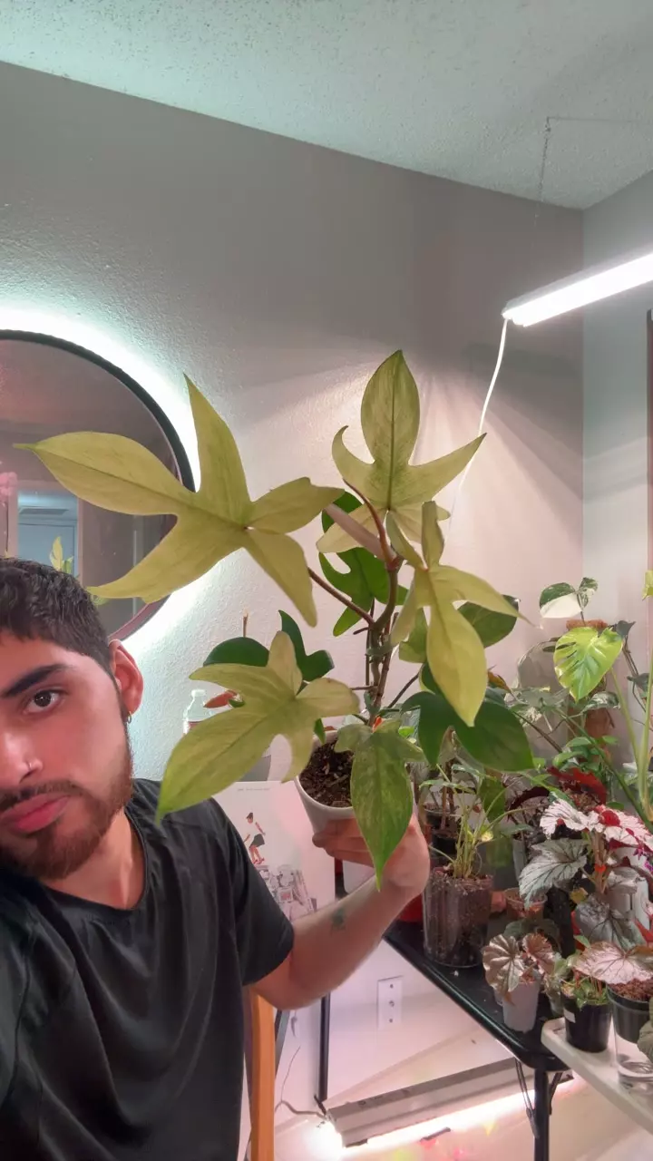 Florida ghost thumbnail