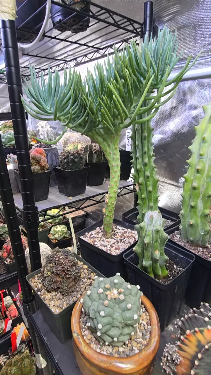 mermaid tail (senecio vitals crest) thumbnail