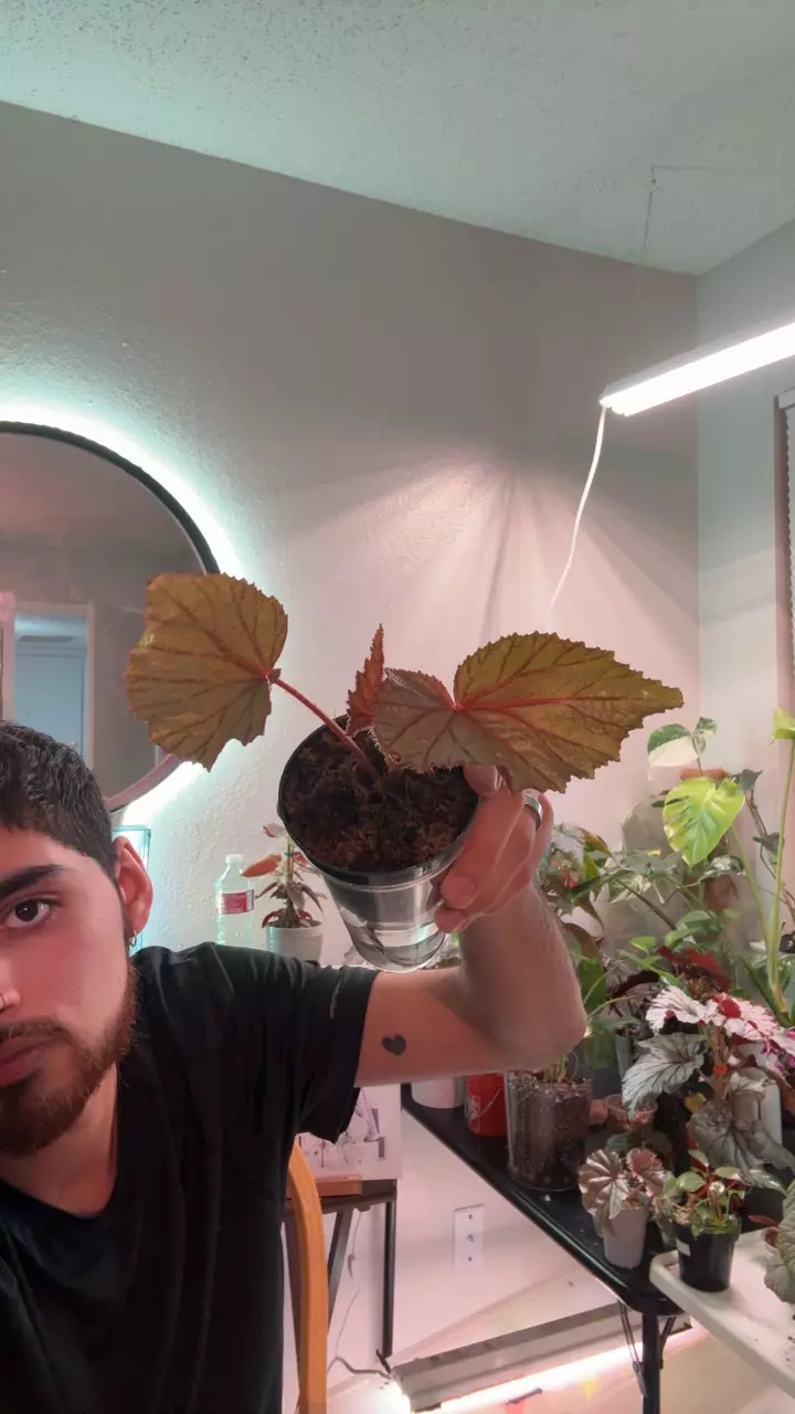 begonia u093 thumbnail