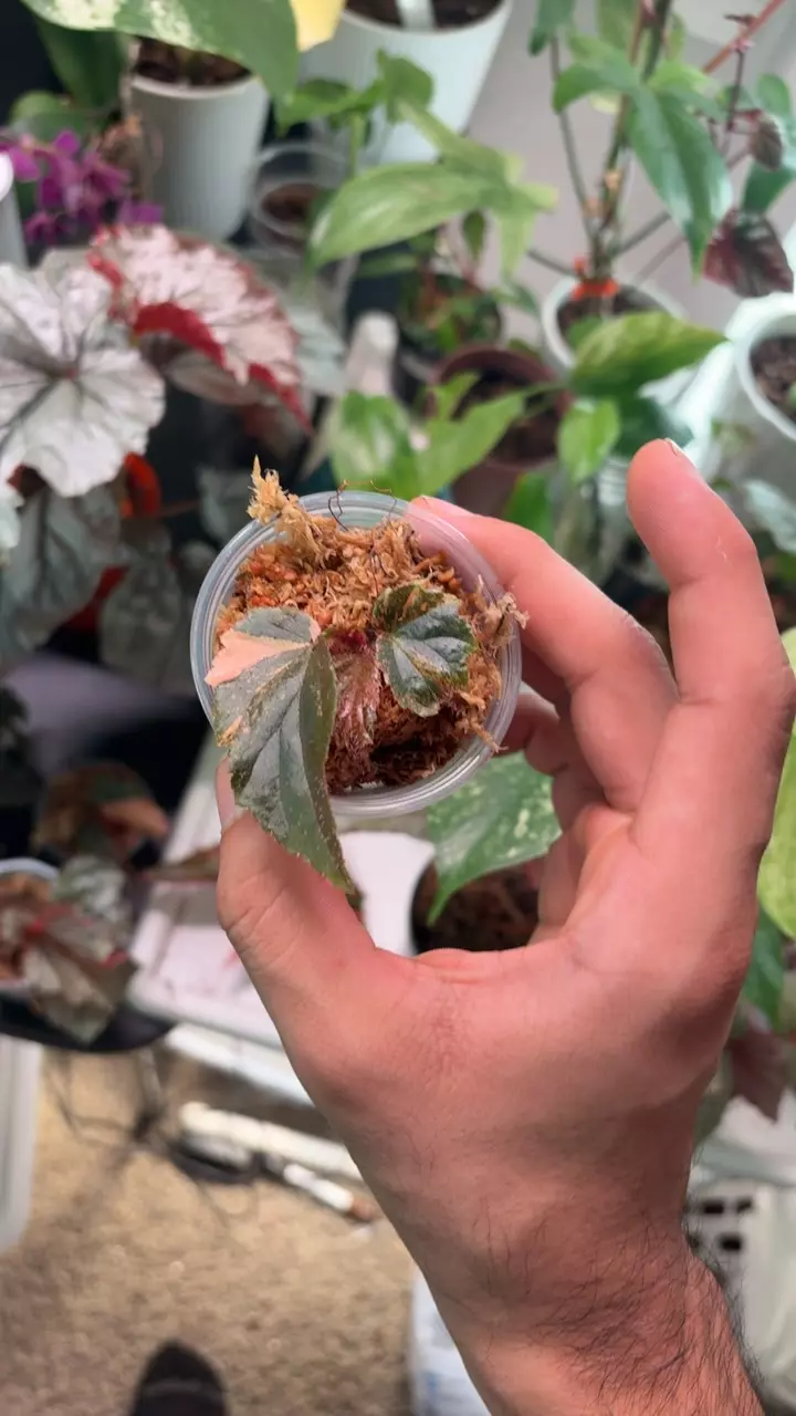 Ginny galaxy thumbnail