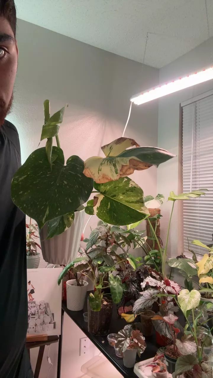 Thai con lil damage thumbnail