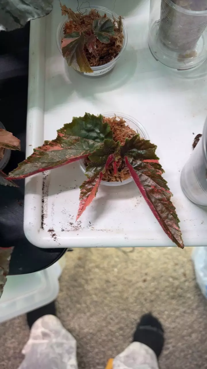 begonia Ginny galaxy thumbnail