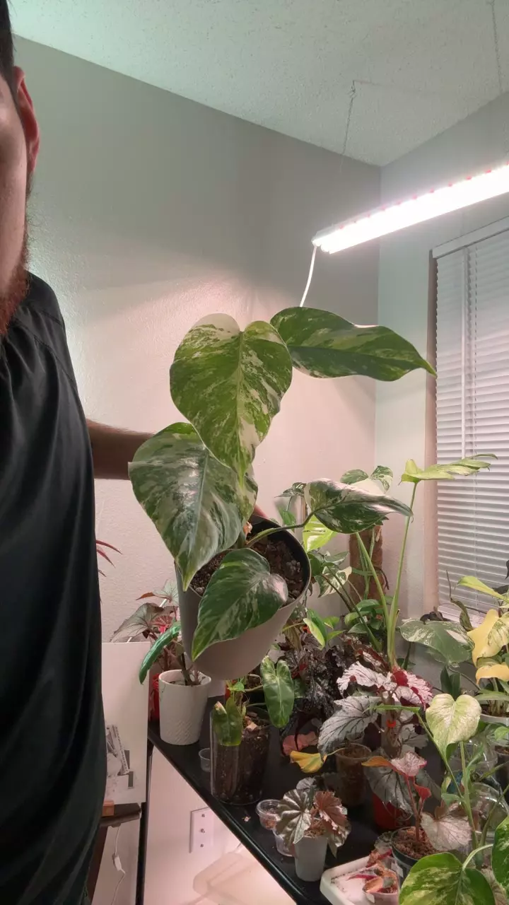 monstera Albo thumbnail