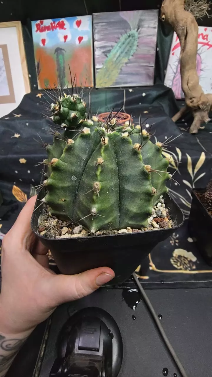 Trex hybrid mama thumbnail