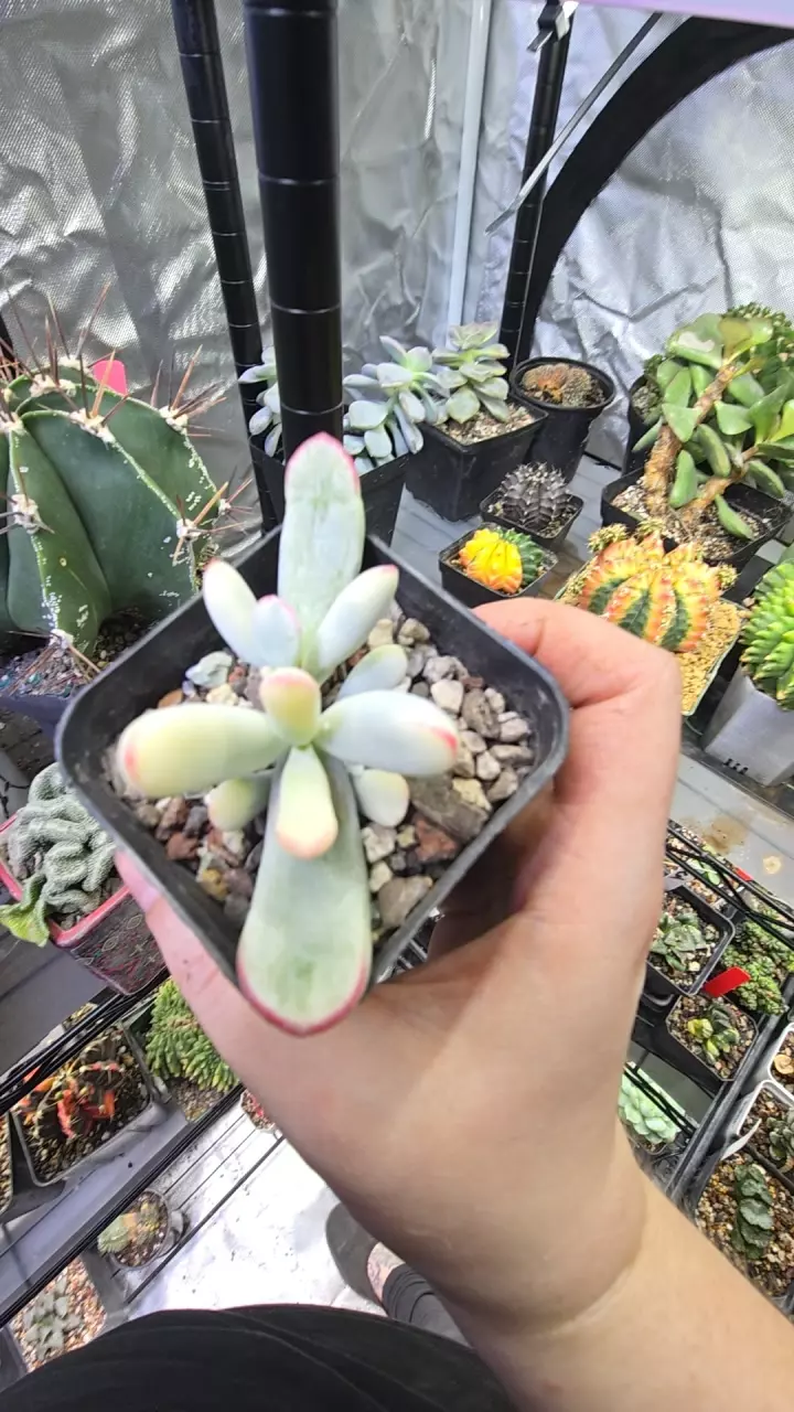 Unicorn Poop (Cotyledon Orbiculata Variegated) thumbnail