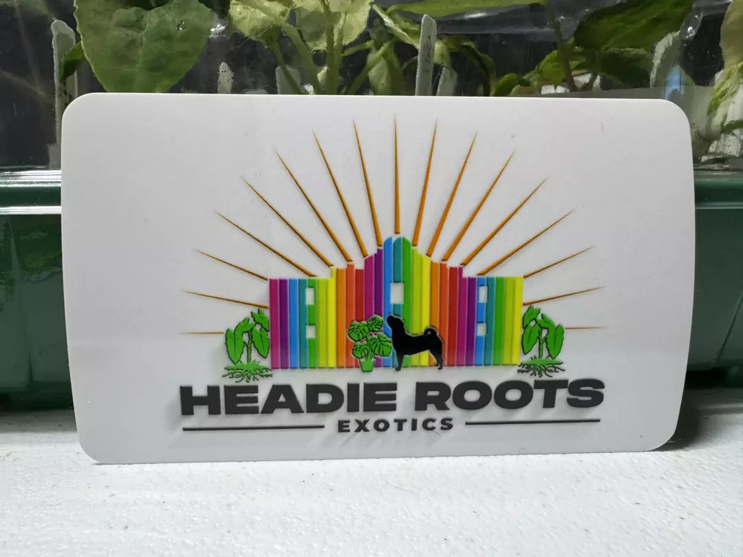 headie roots exotics thumbnail