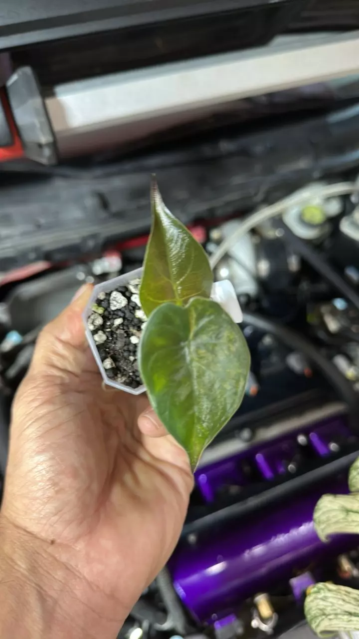 Alo wentii aurea 0024 thumbnail