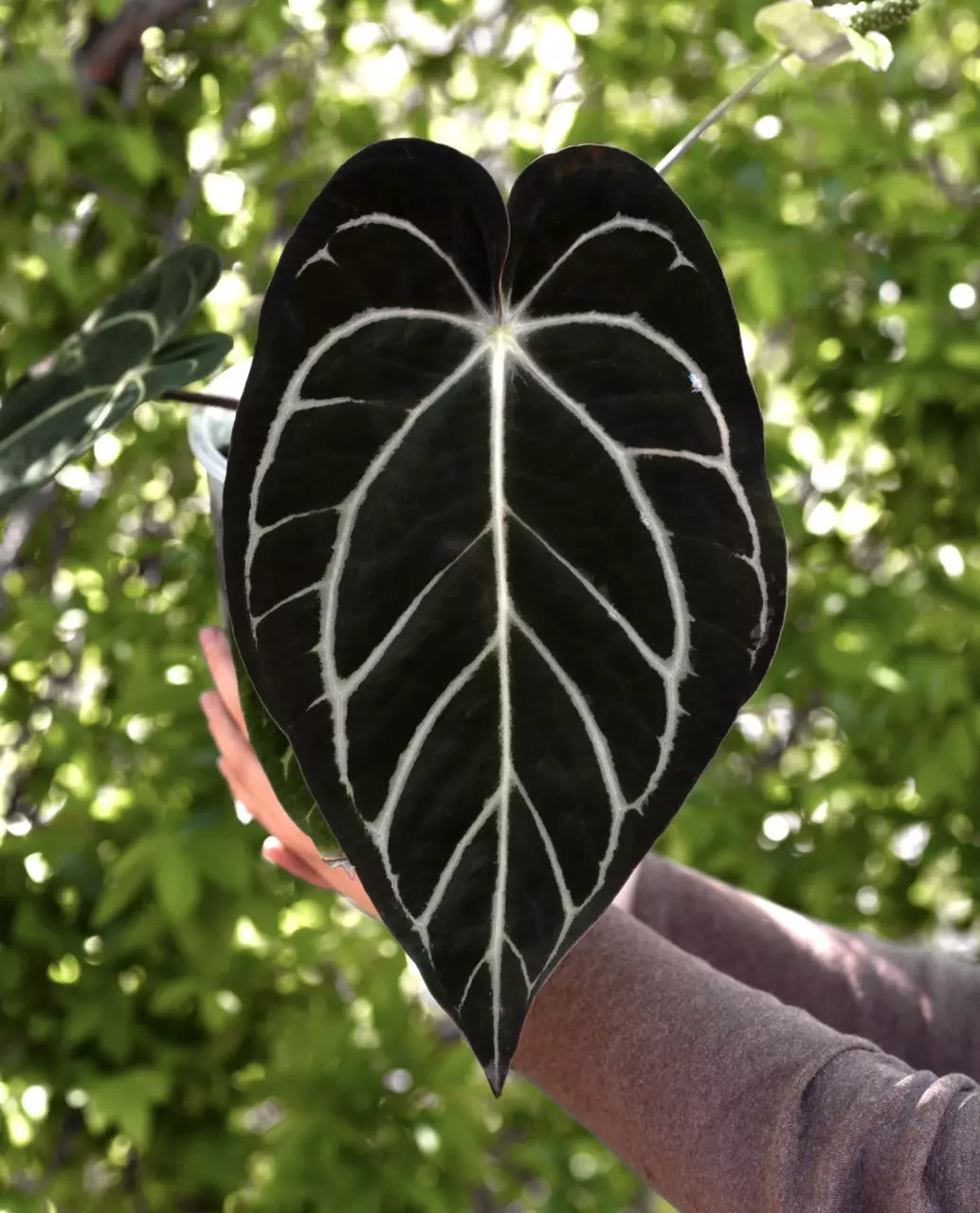 ✨NEW✨10 sprouts of Anthurium carla x (BVEP x debilis) thumbnail