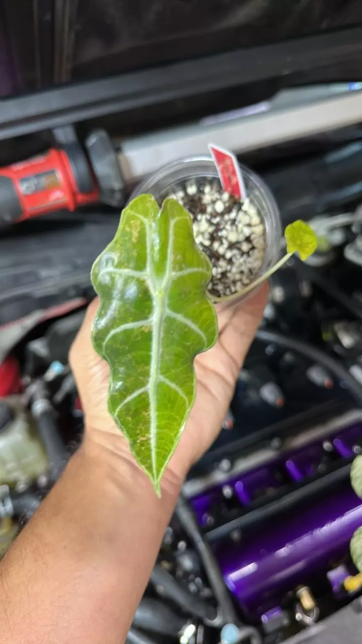 Alo Sanderiana bull var thumbnail