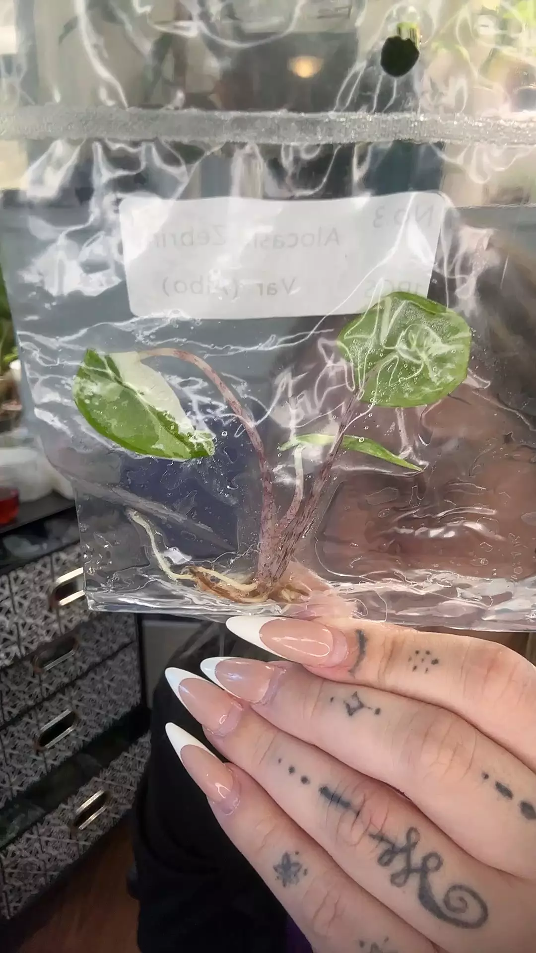 zebrina albo tc growers choice thumbnail