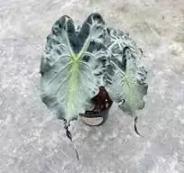 Alocasia Venom TC thumbnail