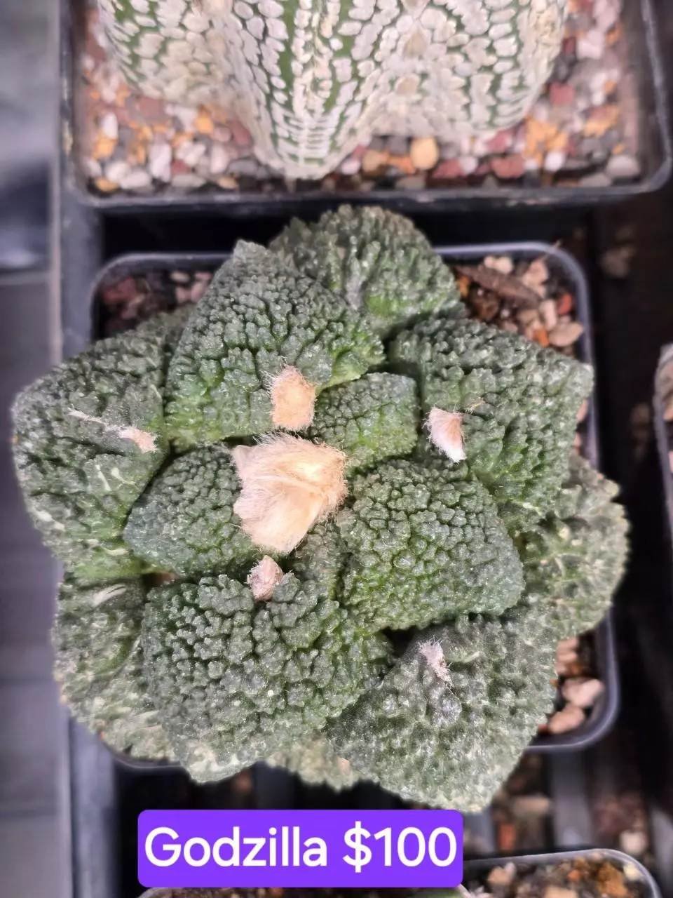 ariocarpus godzilla (own roots) thumbnail
