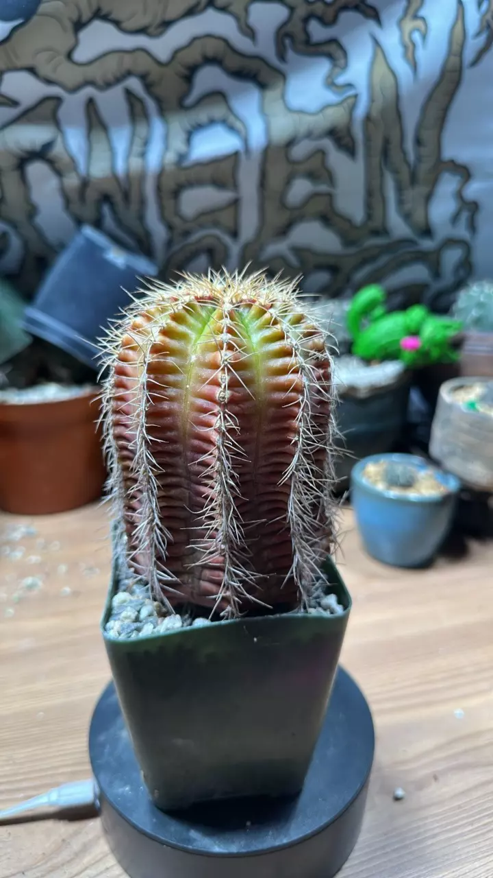 Gymnocalycium Mihanovichii thumbnail