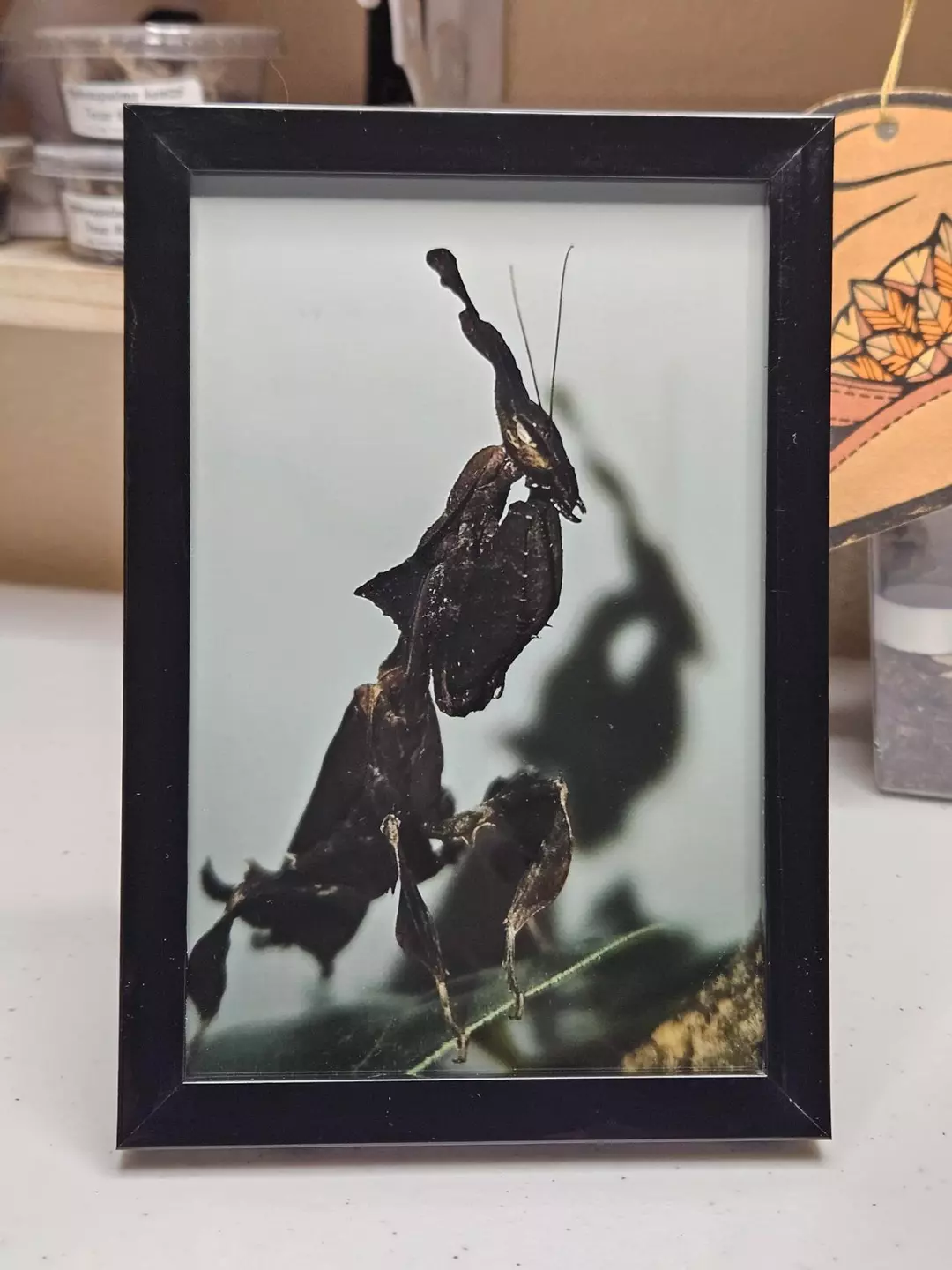 GHOST-OF-A-GHOST thumbnail