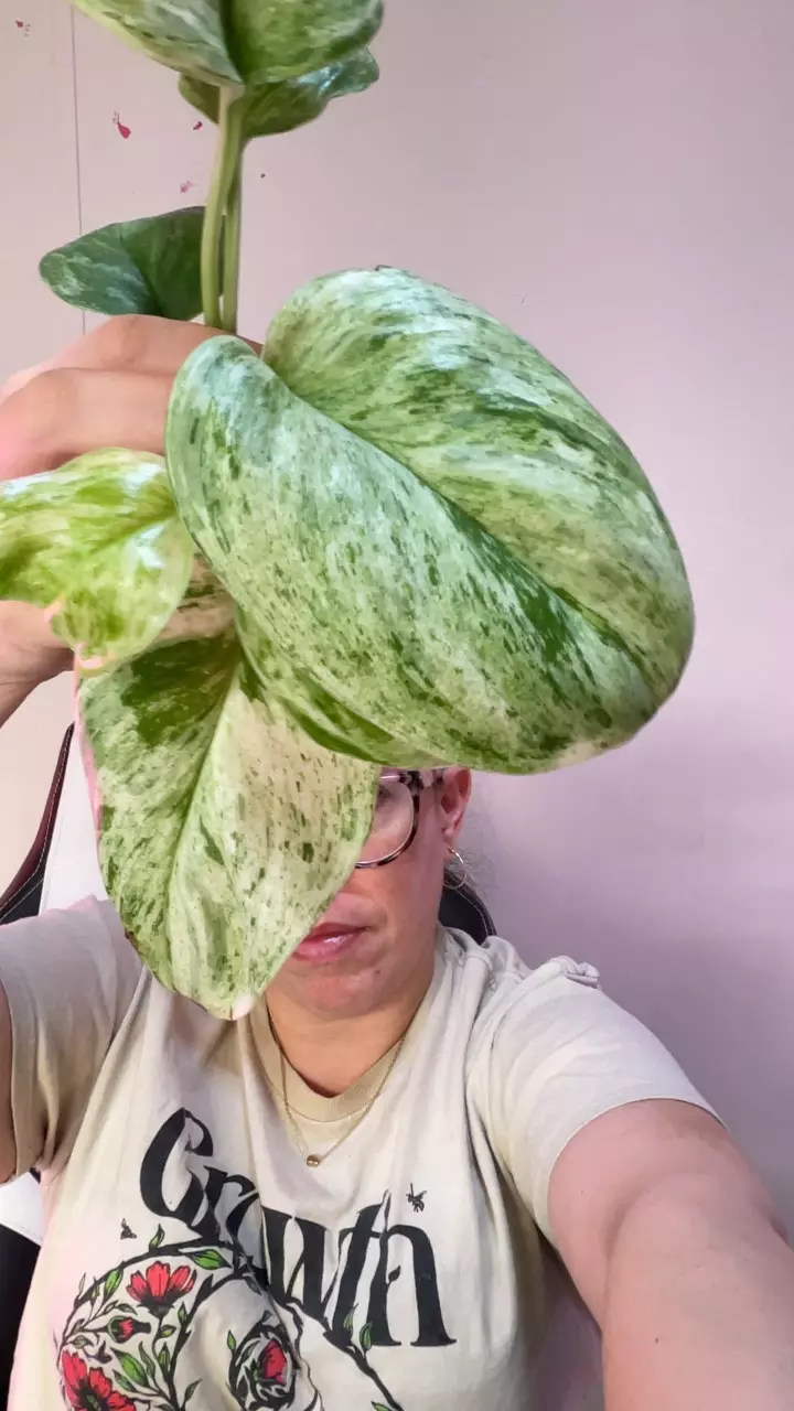 3 leaf Scin moonlight albo fresh cut, unrooted thumbnail