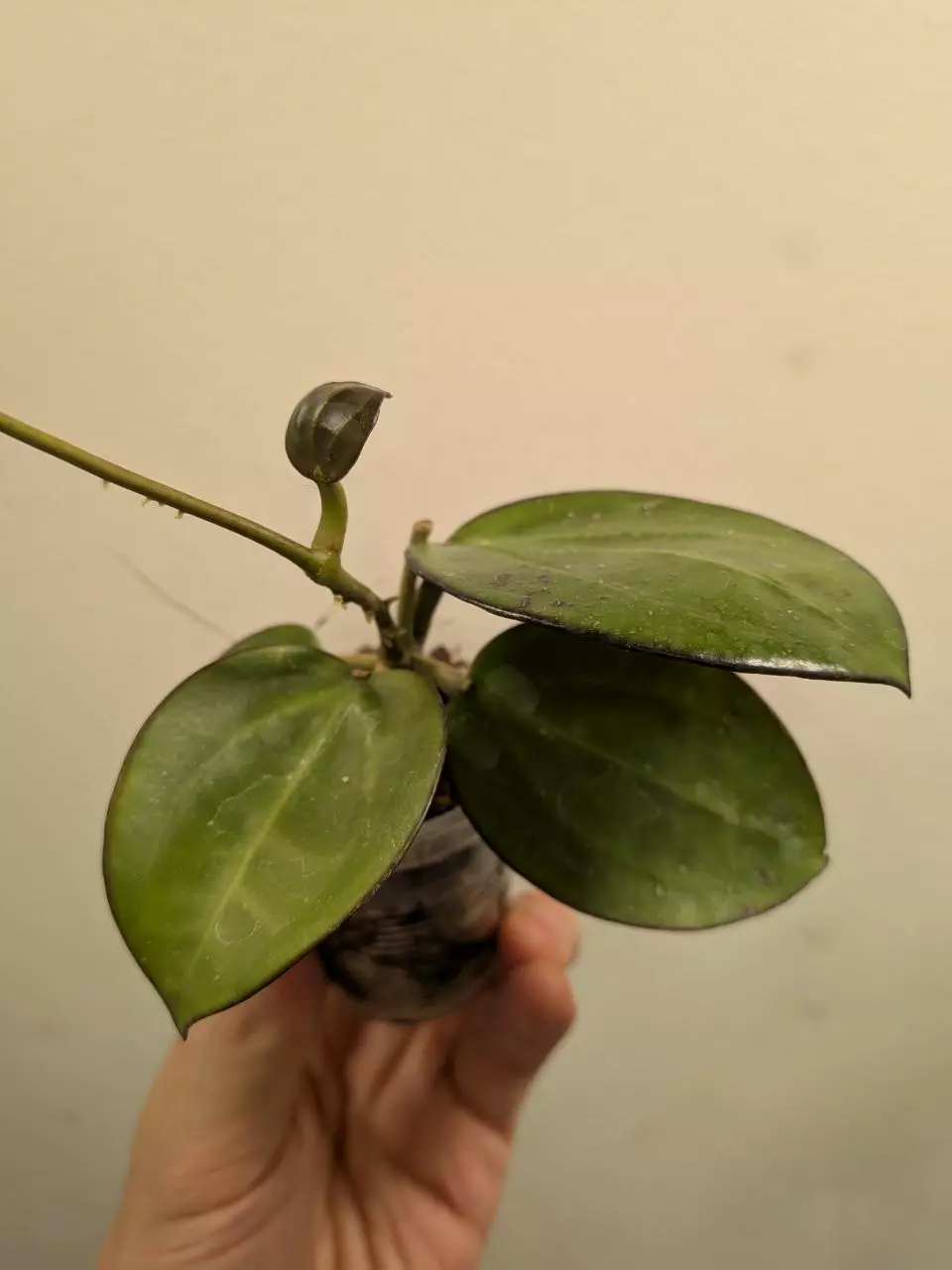 #1053 Hoya sp. dalat thumbnail