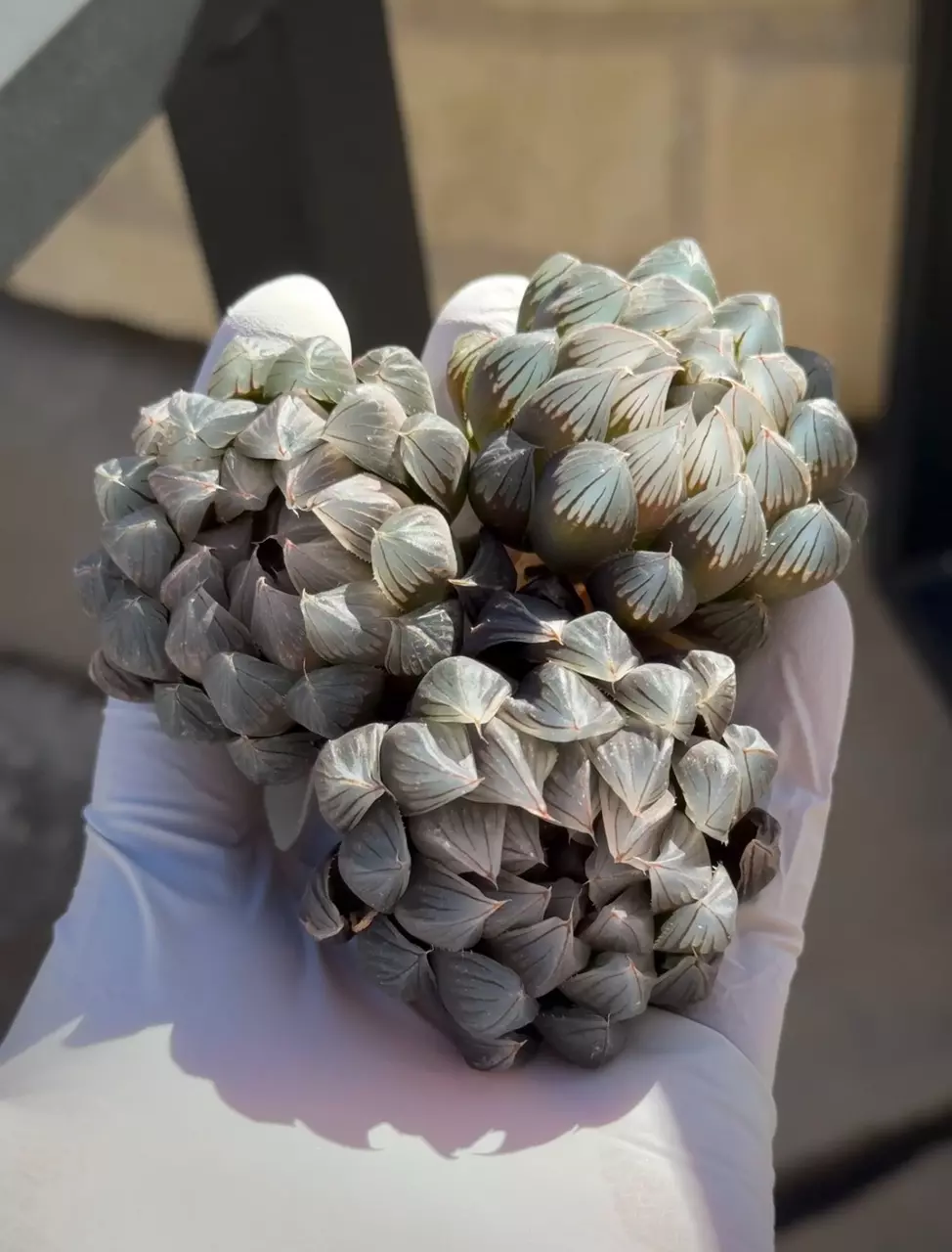 Black obtusa thumbnail