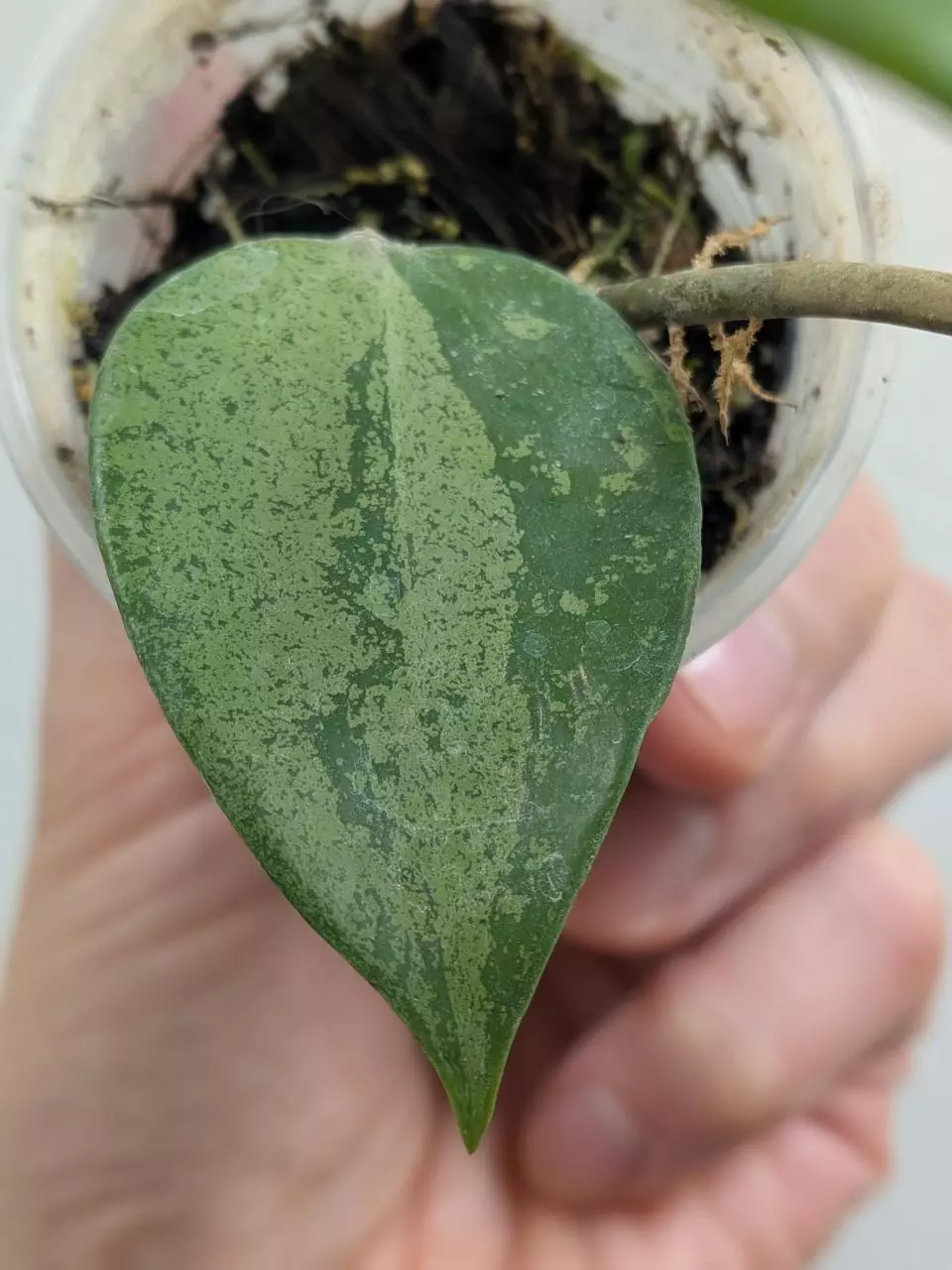 #1020 Hoya AH aurora (splash) thumbnail