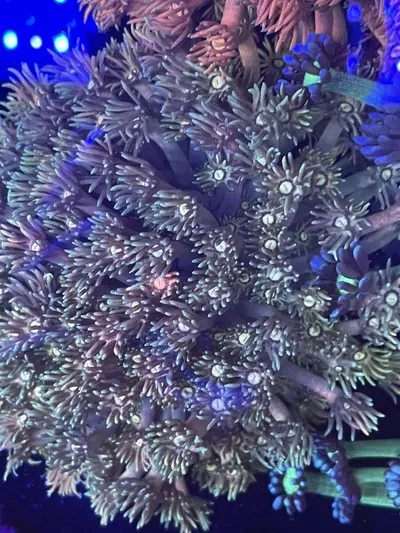 plant/35 Ultra Goniopora  Colony-0-thumbnail