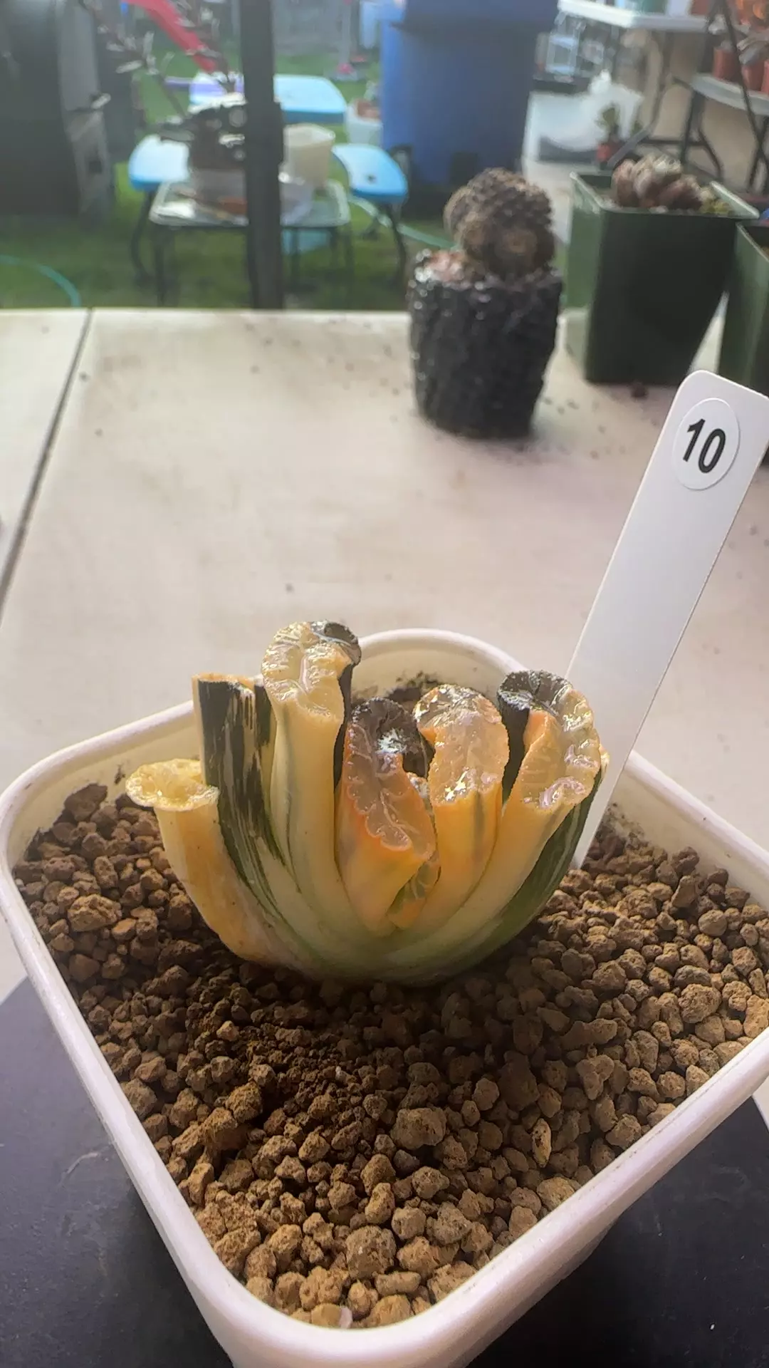 var Truncata #10 thumbnail