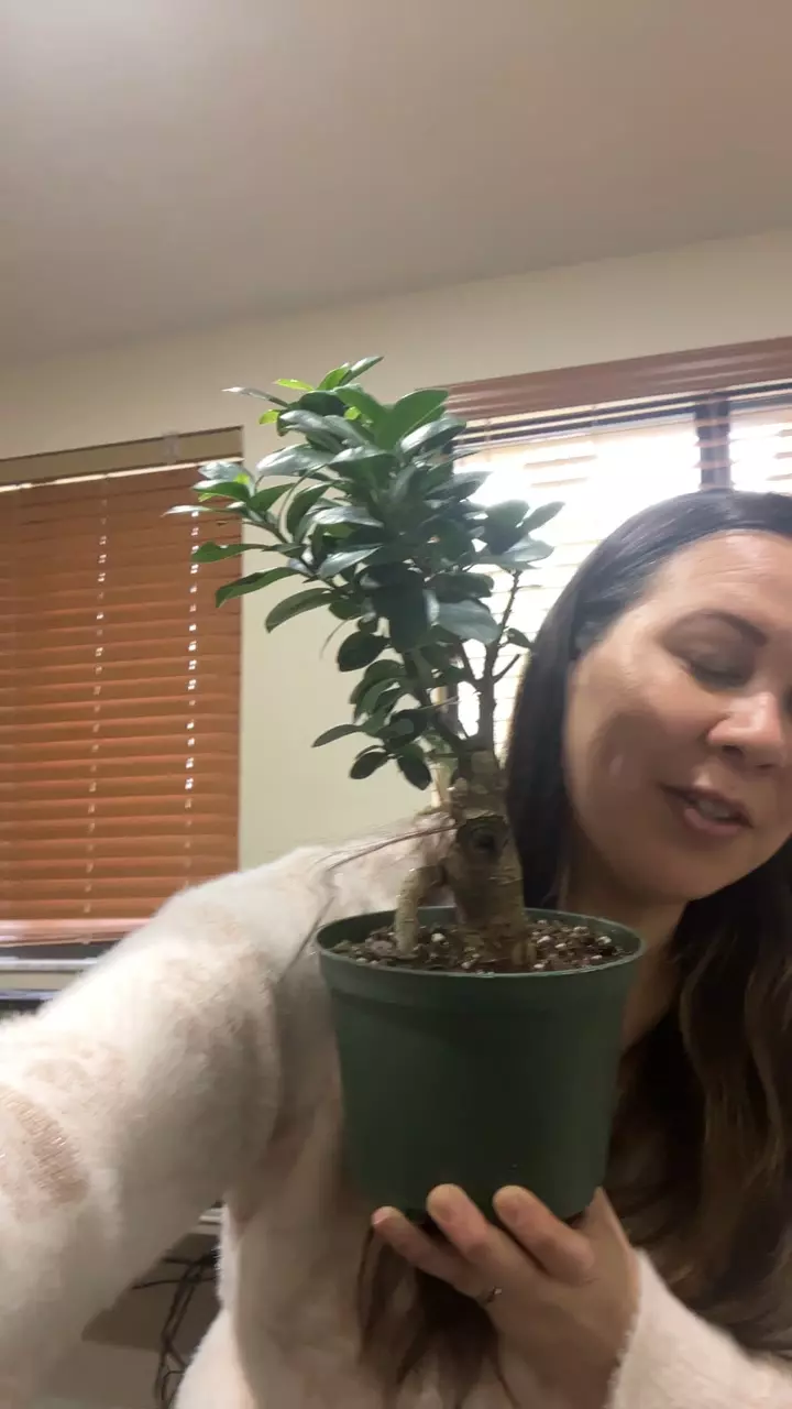 Bonsai Ficus thumbnail