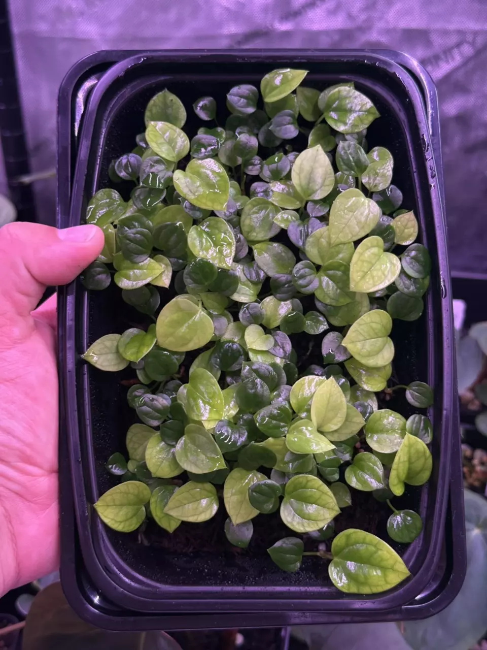 ✨DISCOUNTED✨2 sprouts of (AOS BVEP) x dressleri thumbnail