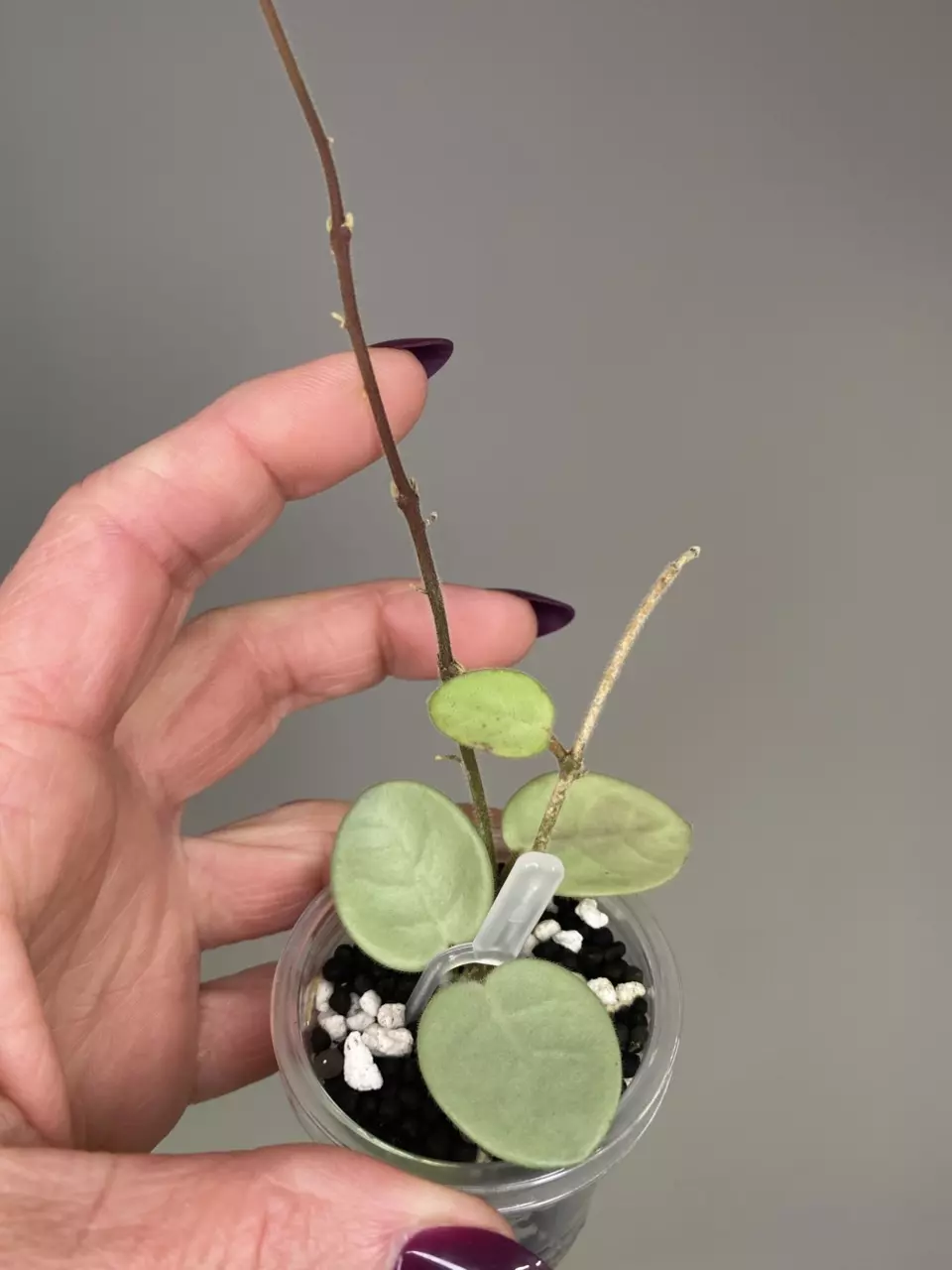 Hoya Mathilde Grey Fairy 🧚🏼‍♂️ thumbnail