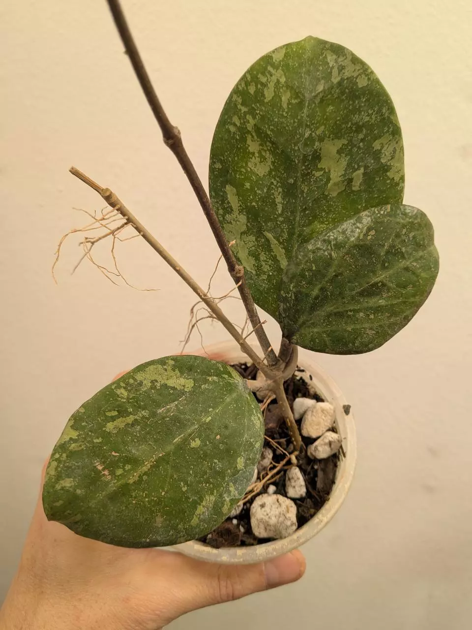 #1021 Hoya 'Michele' (splash) thumbnail