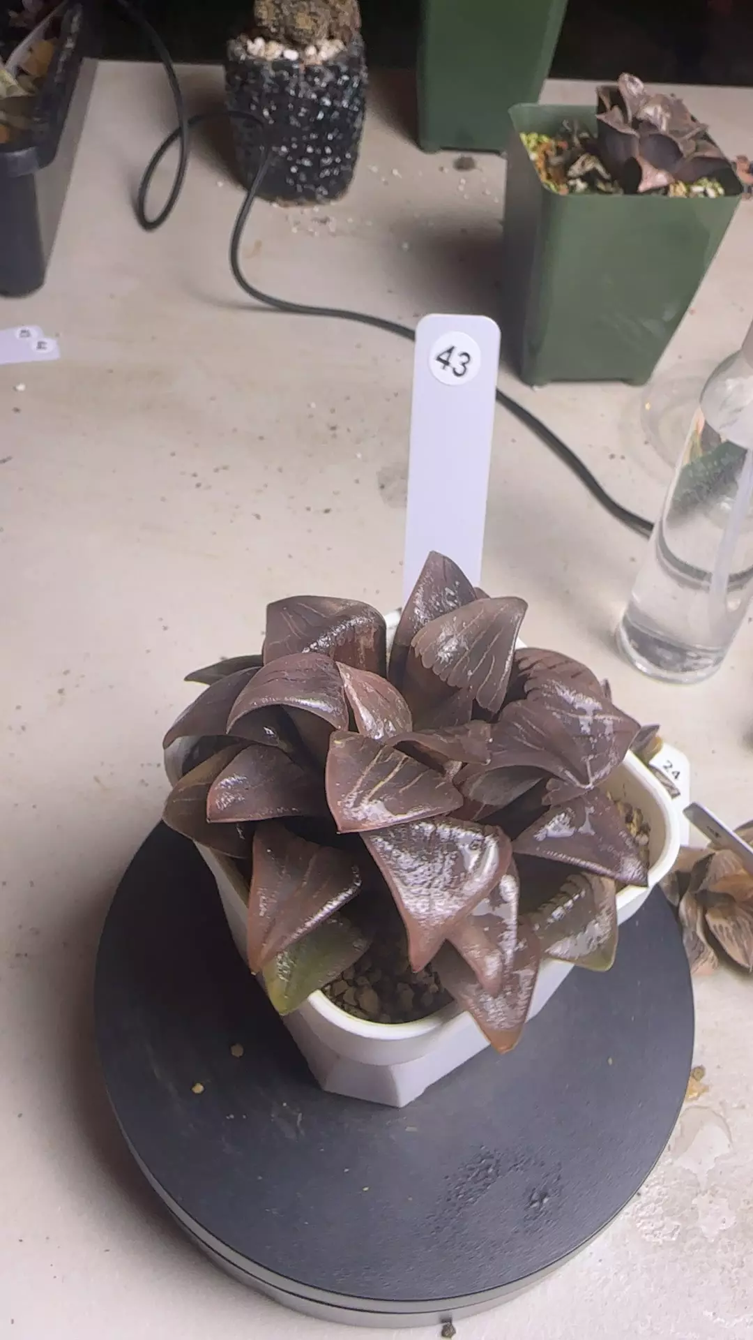 Low Var Atrofusca thumbnail