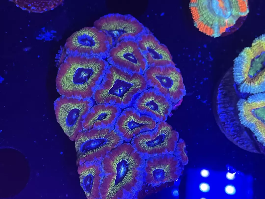 96 Asian Acan Colony thumbnail