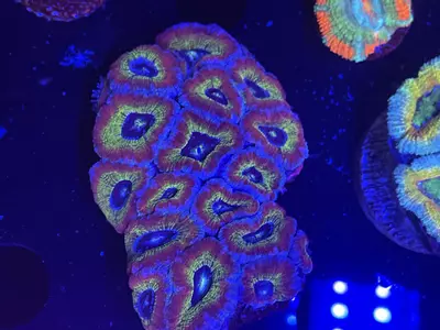 plant/96 Asian Acan Colony-0-thumbnail