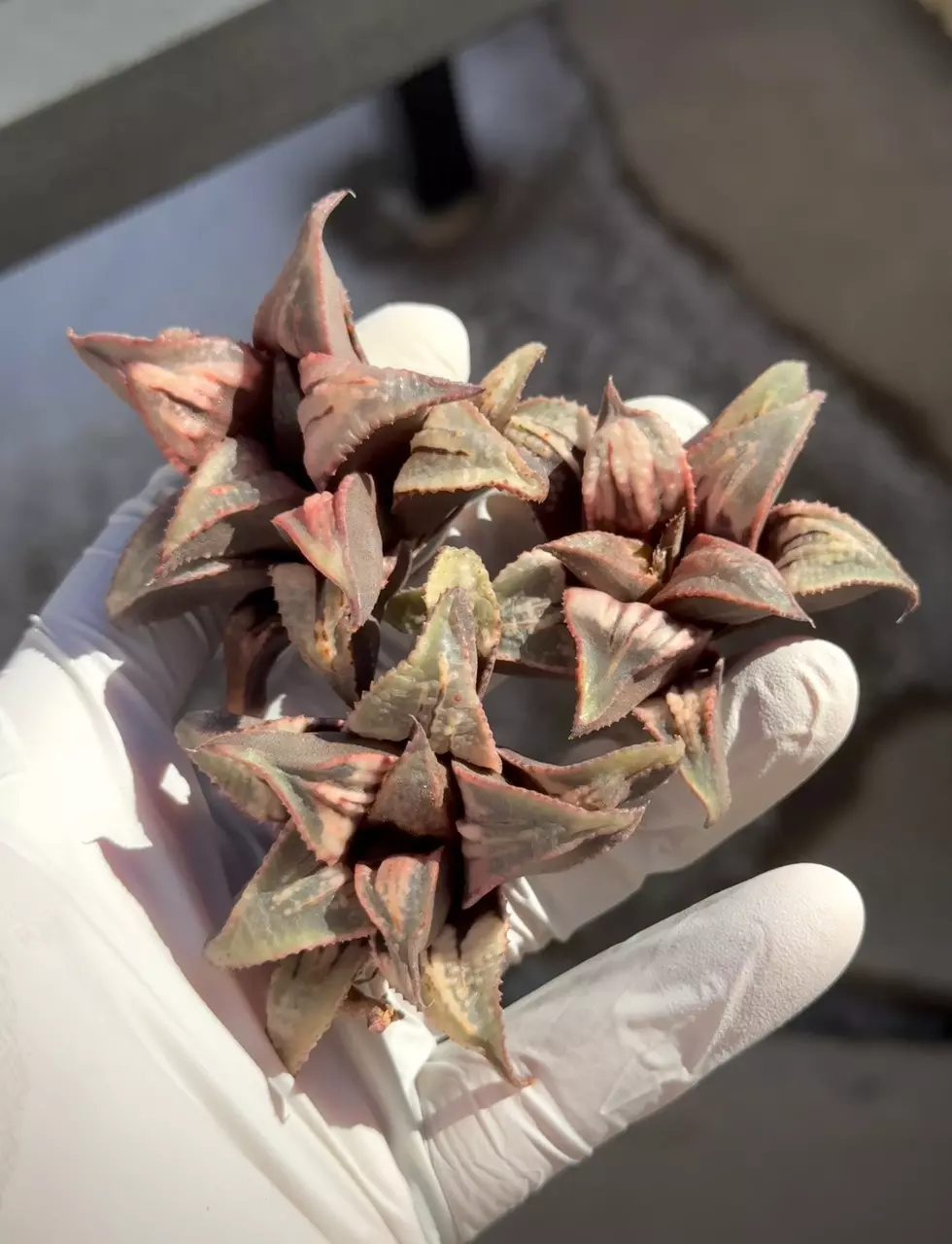 Badia Tenkou thumbnail