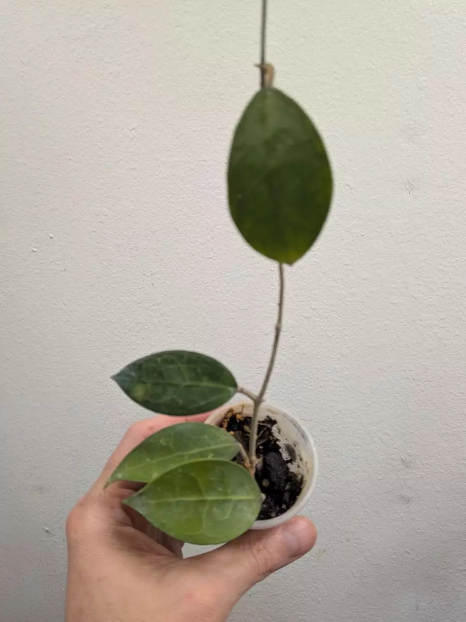 #1065 Hoya MA18 nanjak ladang thumbnail