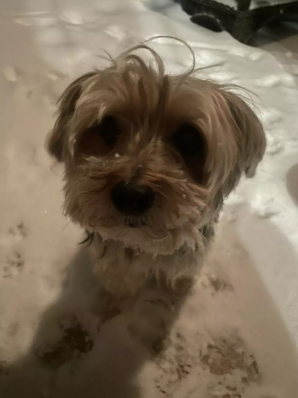 Charlie Treats thumbnail