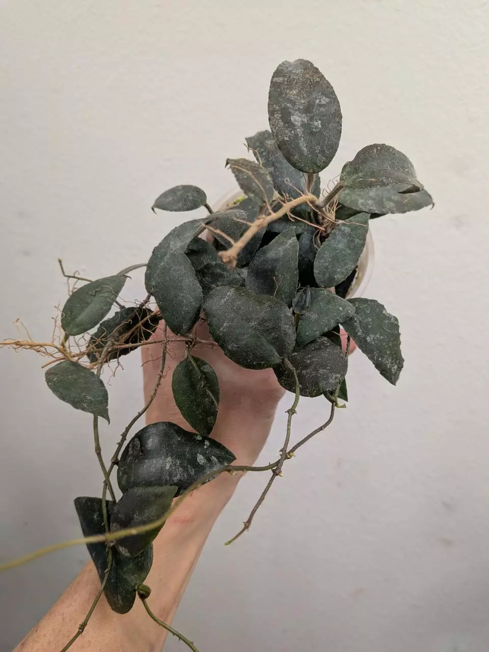 #1060 Hoya caudata Sumatra red thumbnail