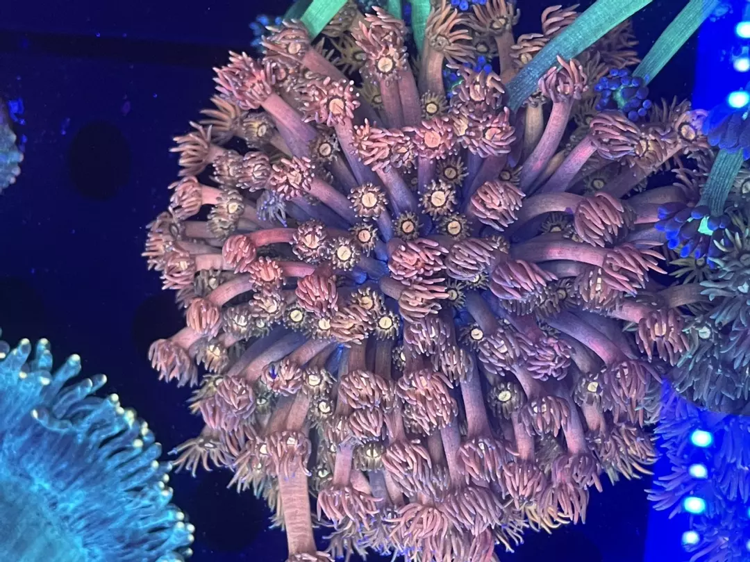 34 Ultra Rainbow Goniopora Colony thumbnail