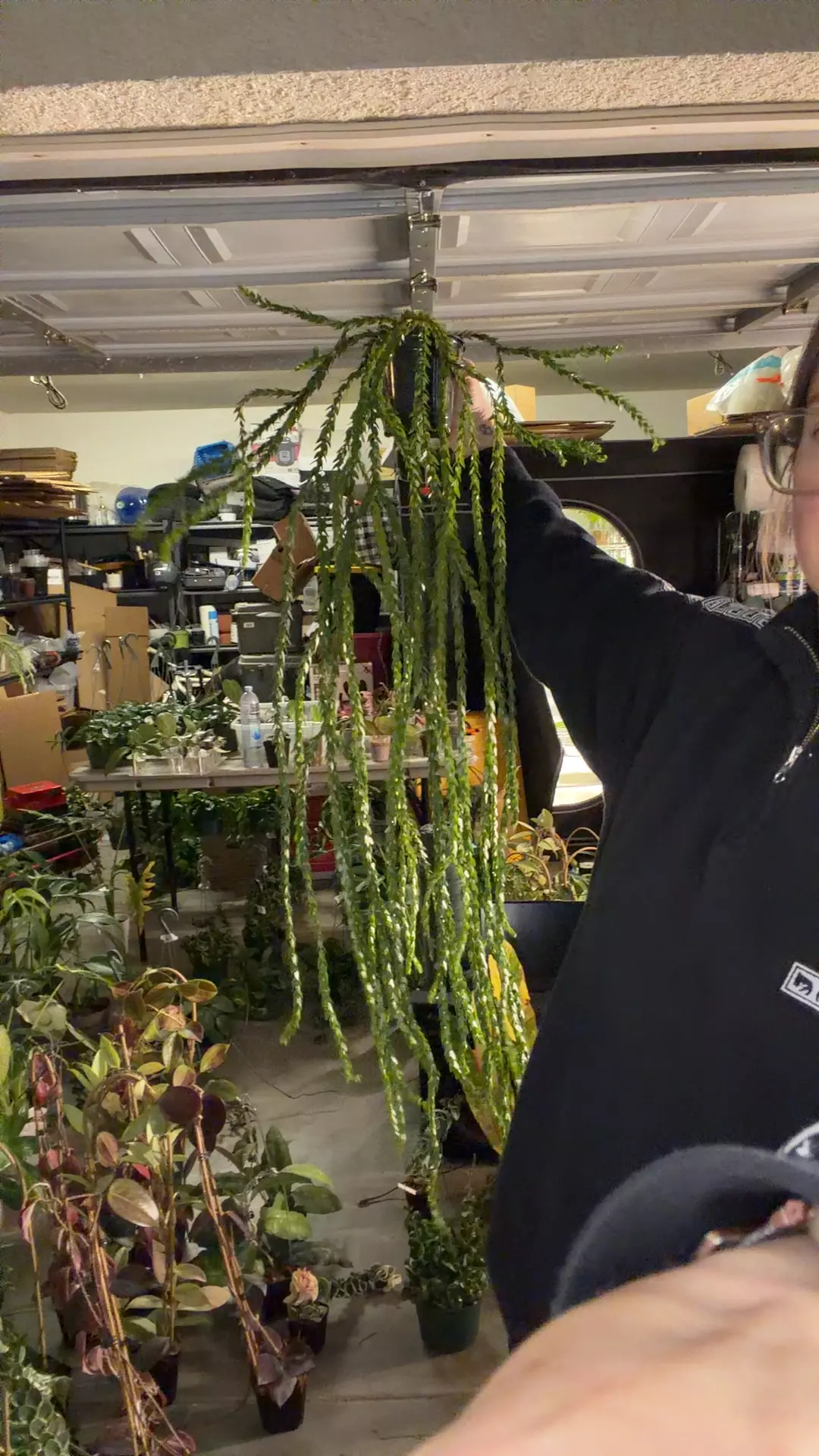 Huperzia Hang hong thumbnail