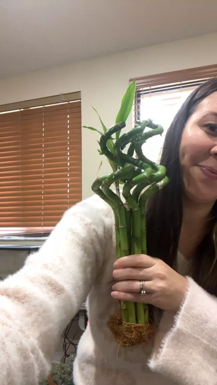 bamboo x 7 thumbnail