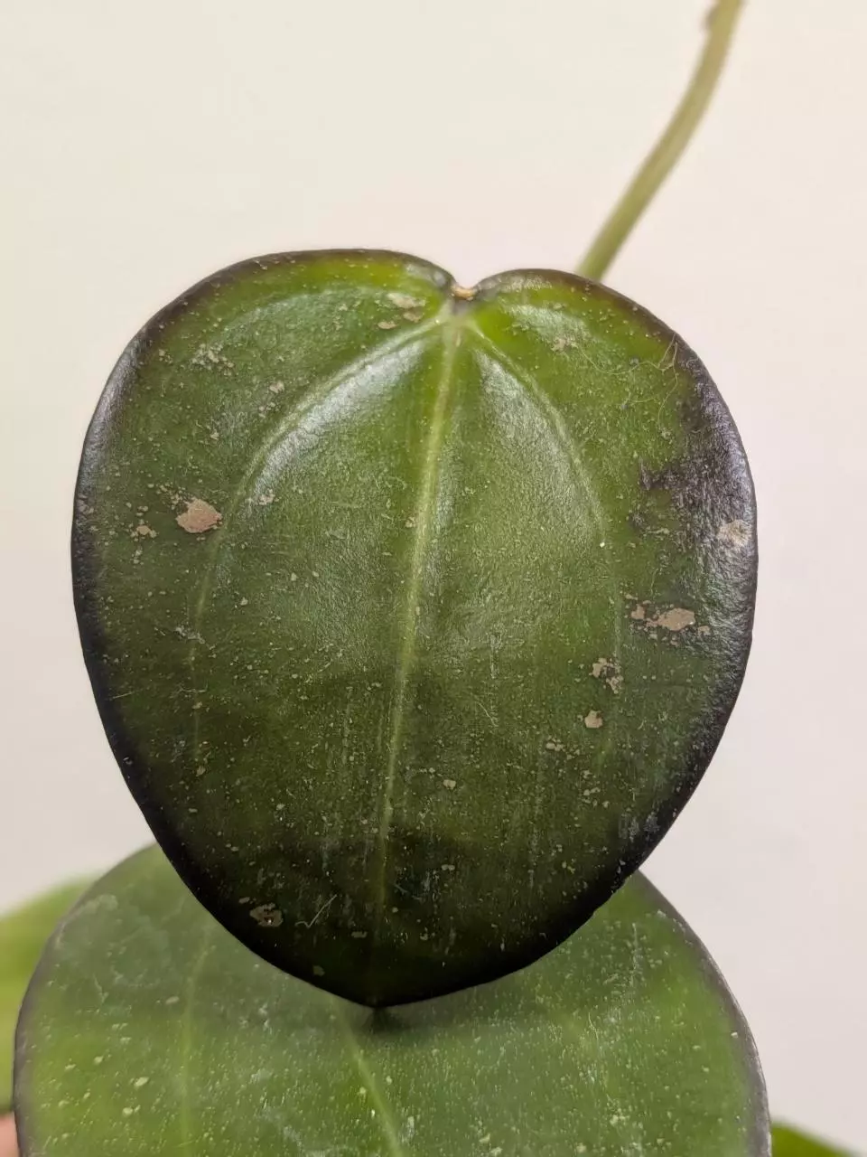 #1054 Hoya sp. dalat thumbnail