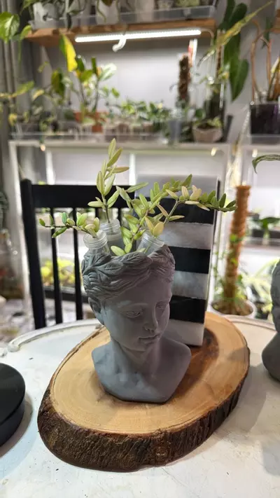 plant/Englariana-0-thumbnail