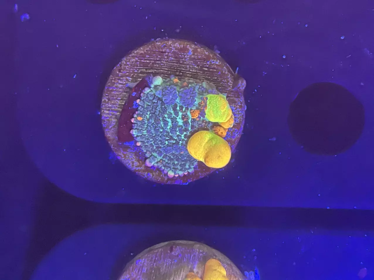 plant/26 OG Bounce-0